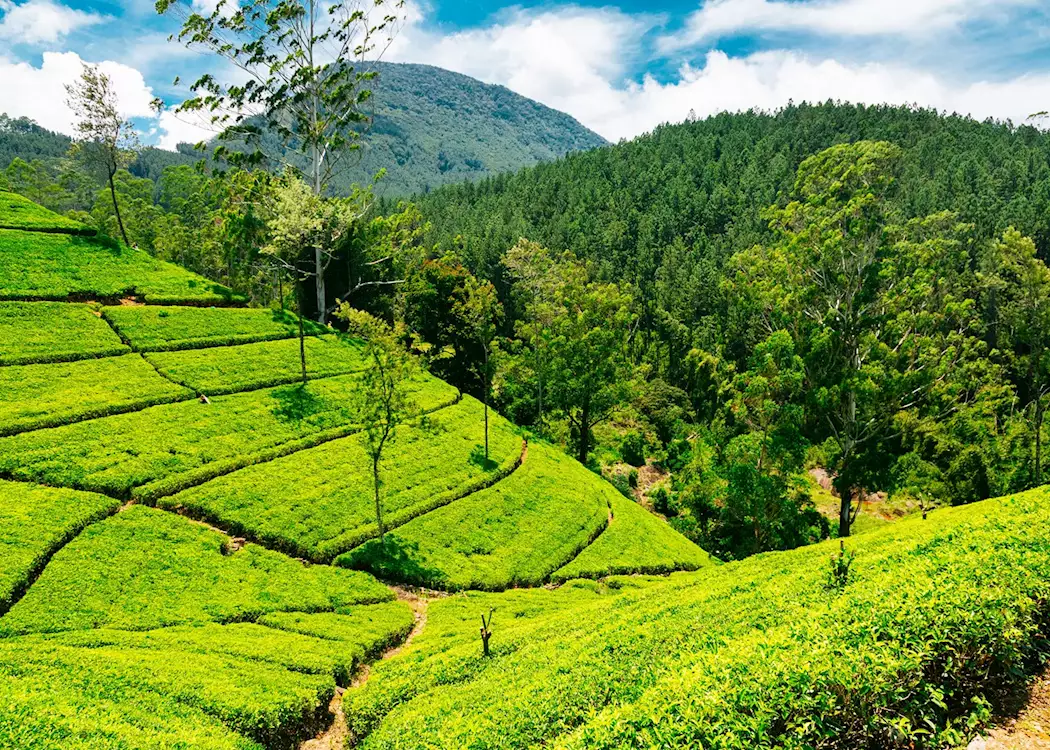 Fresh Tea Leaves Pouring in Nuwara Eliya