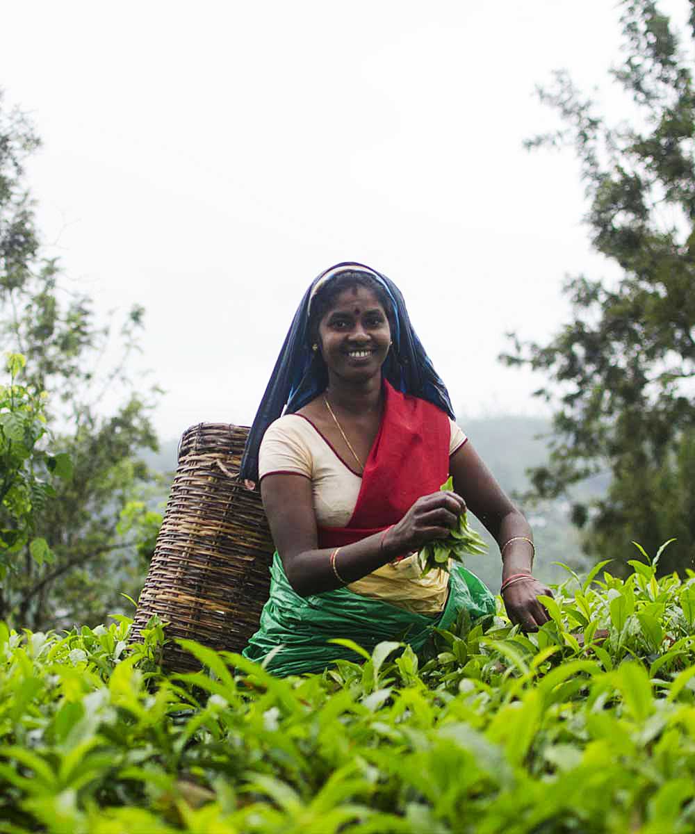 Tea Manufacturing Process and Quality Control